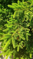 Picea jezoensis jezoensis