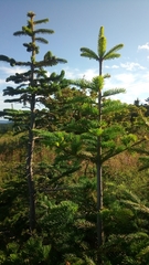 Picea jezoensis jezoensis