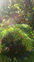 Picea jezoensis jezoensis