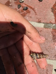 Cerithideopsis californica