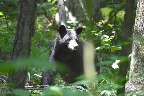 American Black Bear photographed in Maryland