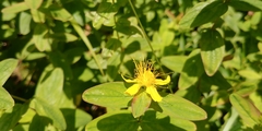 Hypericum graveolens