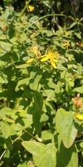 Hypericum graveolens
