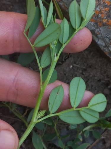 Image of Indigofera oxalidea by (c) Brian du Preez, some rights reserved (CC BY-SA)