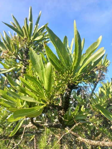 Braille Bride's Bush (Pavetta edentula)