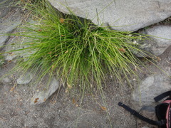 Carex subfusca