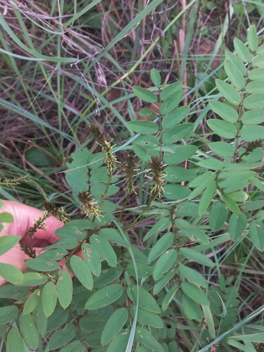 Image of Indigofera swaziensis by (c) Brian du Preez, some rights reserved (CC BY-SA)