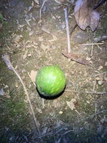 Foto de Gameleira