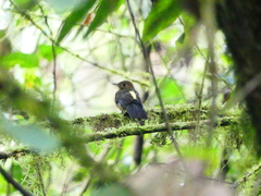 Myiobius villosus