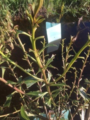 Chinamiris aurantiacus