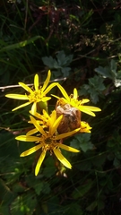 Ligularia hodgsonii
