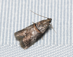 Acrobasis juglandis