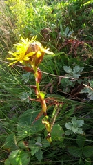 Ligularia hodgsonii