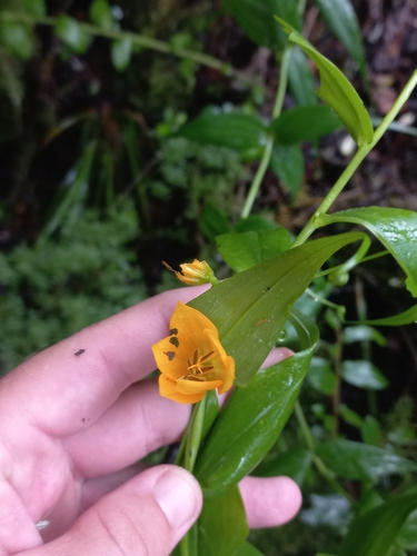 Image of Gloriosa modesta by (c) Brian du Preez, some rights reserved (CC BY-SA)