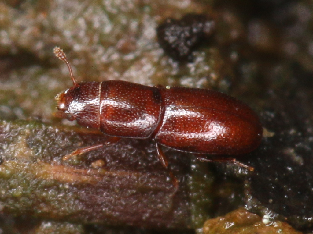 Aglenus brunneus