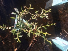 Chinamiris aurantiacus