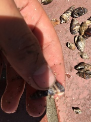 Cerithideopsis californica