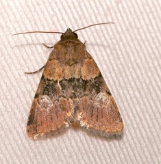 Properigea continens