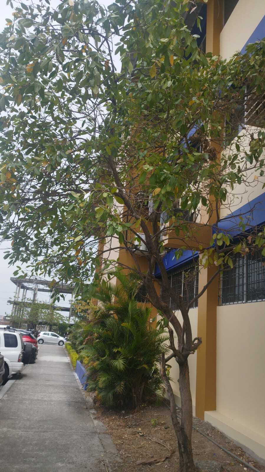 Imagem de Ipê-roxo