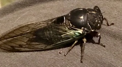 Neotibicen lyricen engelhardti