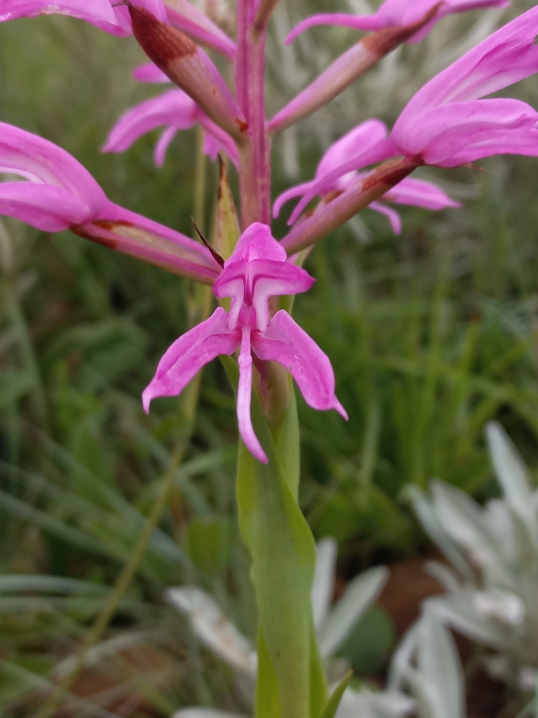 Disa roseovittata