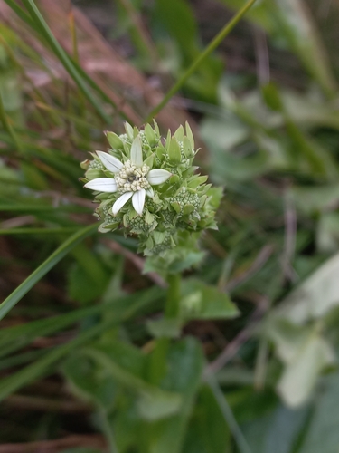 Image of Alepidea cordifolia by (c) Brian du Preez, some rights reserved (CC BY-SA)
