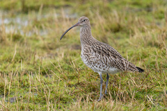 Eurasian Curlew photo 4