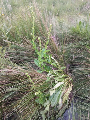 Image of Alepidea cordifolia by (c) Brian du Preez, some rights reserved (CC BY-SA)