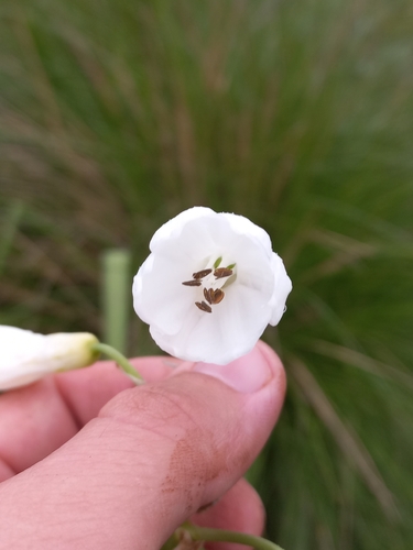 Image of Ornithogalum candicans by (c) Brian du Preez, some rights reserved (CC BY-SA)