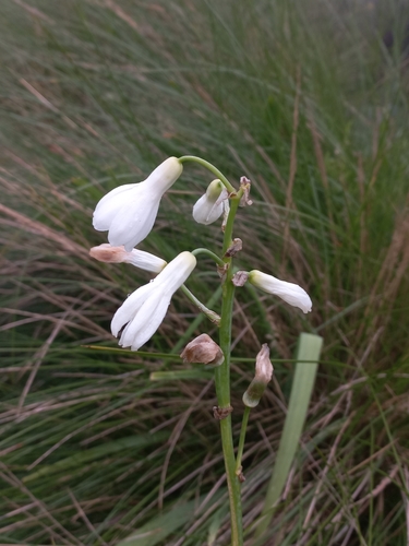 Image of Ornithogalum candicans by (c) Brian du Preez, some rights reserved (CC BY-SA)