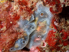 Didemnide gélatineux, Didemnide spongieux photo 1