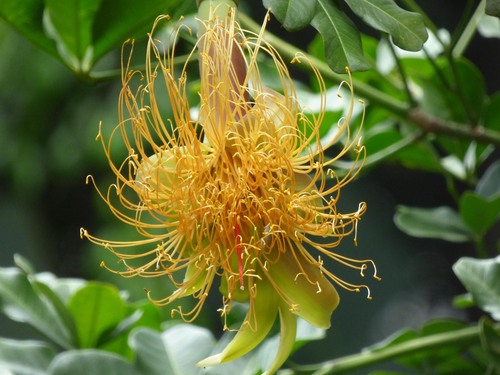 Pachira speciosa