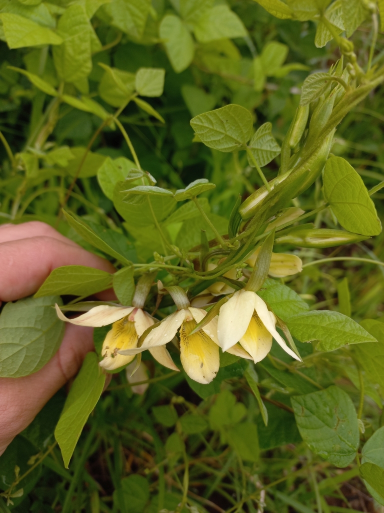 Eulophia calanthoides
