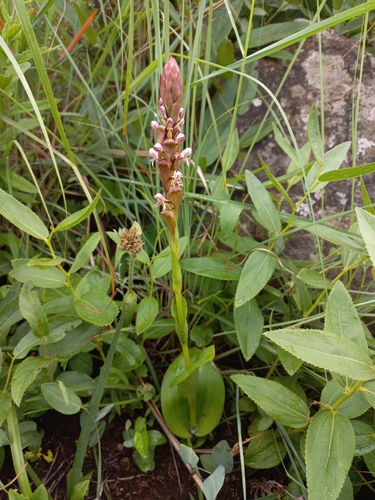 Image of Satyrium cristatum by (c) Brian du Preez, some rights reserved (CC BY-SA)