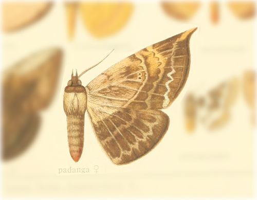 Hypopyra padanga