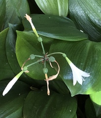 Urceolina subedentata