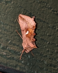 Autographa metallica