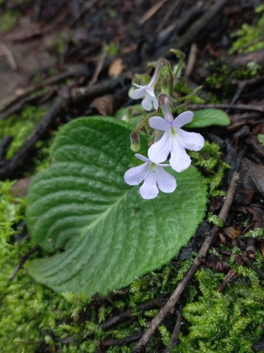 Streptocarpus pentherianus