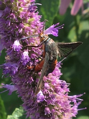 Eichlinia cucurbitae