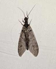 Protochauliodes spenceri