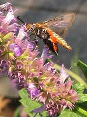 Eichlinia cucurbitae