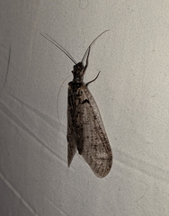 Protochauliodes spenceri