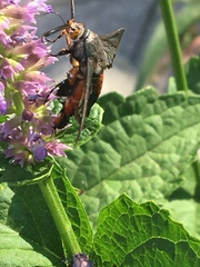 Eichlinia cucurbitae