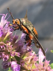 Eichlinia cucurbitae