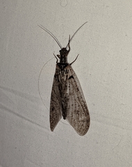 Protochauliodes spenceri