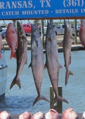 Rachycentron canadum