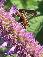 Eichlinia cucurbitae