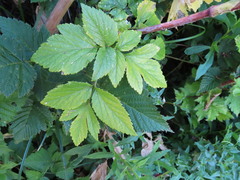 Angelica lucida