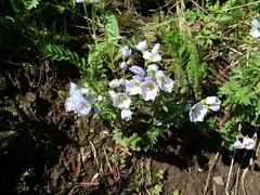Polemonium pulcherrimum delicatum