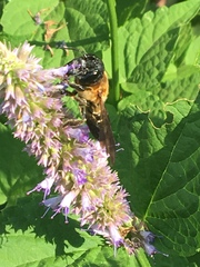 Megachile sculpturalis